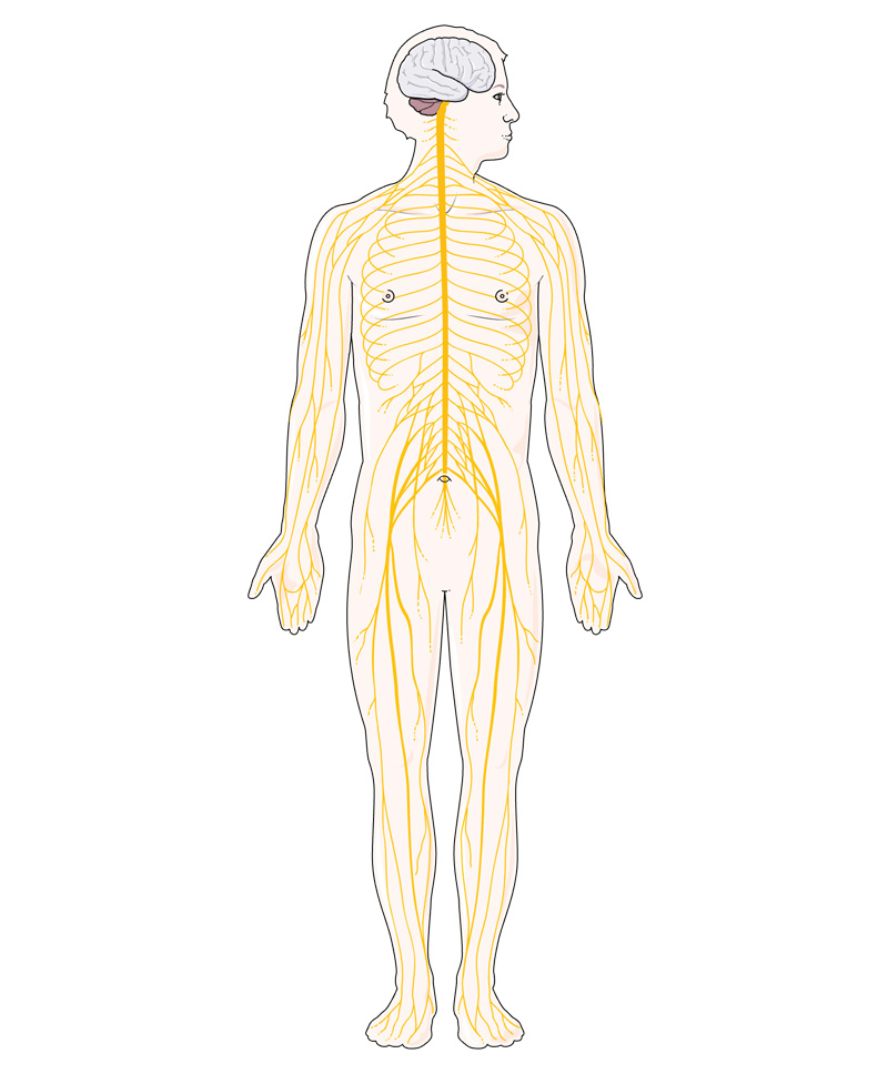 Interventional Pain Management, Pain Management Solutions, Chronic Pain Treatment, Nerve Pain Management, Spinal Cord Stimulator, Non-Surgical Pain Relief, Medial Branch Nerve Blocks, Joint Injections For Arthritis, Herniated Disc Treatment, Pain Relief For Muscle Strain, Pain Alleviation