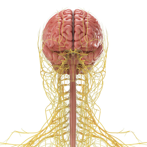 Interventional Pain Management, Pain Management Solutions, Chronic Pain Treatment, Nerve Pain Management, Spinal Cord Stimulator, Non-Surgical Pain Relief, Medial Branch Nerve Blocks, Joint Injections For Arthritis, Herniated Disc Treatment, Pain Relief For Muscle Strain, Pain Alleviation