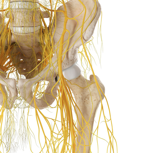 Interventional Pain Management, Pain Management Solutions, Chronic Pain Treatment, Nerve Pain Management, Spinal Cord Stimulator, Non-Surgical Pain Relief, Medial Branch Nerve Blocks, Joint Injections For Arthritis, Herniated Disc Treatment, Pain Relief For Muscle Strain, Pain Alleviation