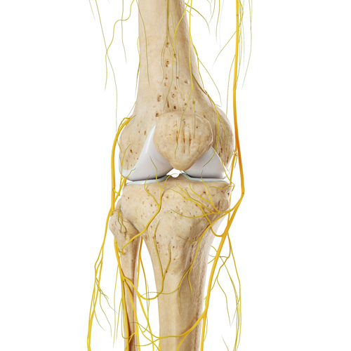 Interventional Pain Management, Pain Management Solutions, Chronic Pain Treatment, Nerve Pain Management, Spinal Cord Stimulator, Non-Surgical Pain Relief, Medial Branch Nerve Blocks, Joint Injections For Arthritis, Herniated Disc Treatment, Pain Relief For Muscle Strain, Pain Alleviation