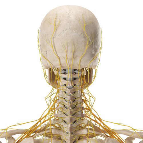 Interventional Pain Management, Pain Management Solutions, Chronic Pain Treatment, Nerve Pain Management, Spinal Cord Stimulator, Non-Surgical Pain Relief, Medial Branch Nerve Blocks, Joint Injections For Arthritis, Herniated Disc Treatment, Pain Relief For Muscle Strain, Pain Alleviation