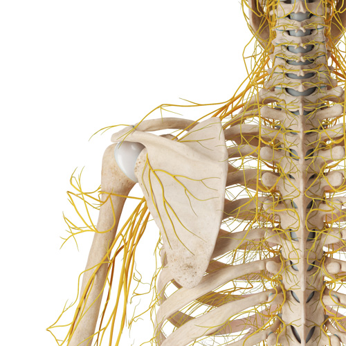 Interventional Pain Management, Pain Management Solutions, Chronic Pain Treatment, Nerve Pain Management, Spinal Cord Stimulator, Non-Surgical Pain Relief, Medial Branch Nerve Blocks, Joint Injections For Arthritis, Herniated Disc Treatment, Pain Relief For Muscle Strain, Pain Alleviation